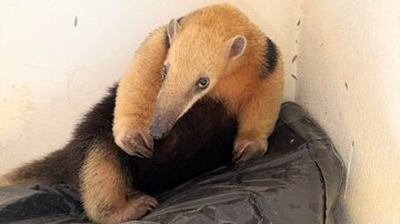 Tamanduá foi solto na mata da Serra do Guararu - Divulgação/Prefeitura de Guarujá