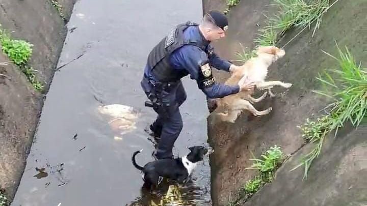 Primeiro cãozinho a ser resgatado parecia aguardar o “aumigo” sair do apuro - Prefeitura de Praia Grande