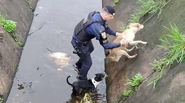 Primeiro cãozinho a ser resgatado parecia aguardar o “aumigo” sair do apuro - Prefeitura de Praia Grande