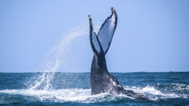 A cada ano, as jubartes migram para a costa brasileira em busca de águas mais quentes - Prefeitura de São Sebastião