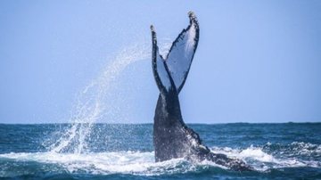A cada ano, as jubartes migram para a costa brasileira em busca de águas mais quentes - Prefeitura de São Sebastião
