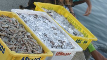 Pesca do camarão volta a movimentar a economia a partir de quinta-feira (1) - Arquivo CN / Pedro Rezende