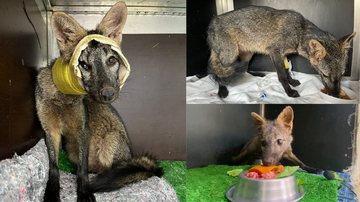 Animal silvestre recebeu tratamento intensivo no Instituto Gremar, no Guarujá, após atropelamento - Divulgação/Gremar