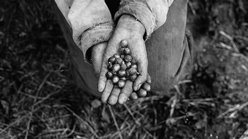 Imagem da exposição 'Coffea' destacam o cotidiano de trabalhadores nas lavouras de café pelo país - Marcos Piffer