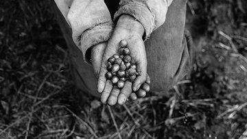 Imagem da exposição 'Coffea' destacam o cotidiano de trabalhadores nas lavouras de café pelo país - Marcos Piffer
