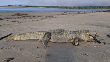 Animal boiava de barriga para cima, estava inchado e sem uma das patas dianteiras - Foto: Marcelo Rodrigues