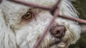 Alesp aprova projeto de lei que proíbe acorrentamento de cães e gatos