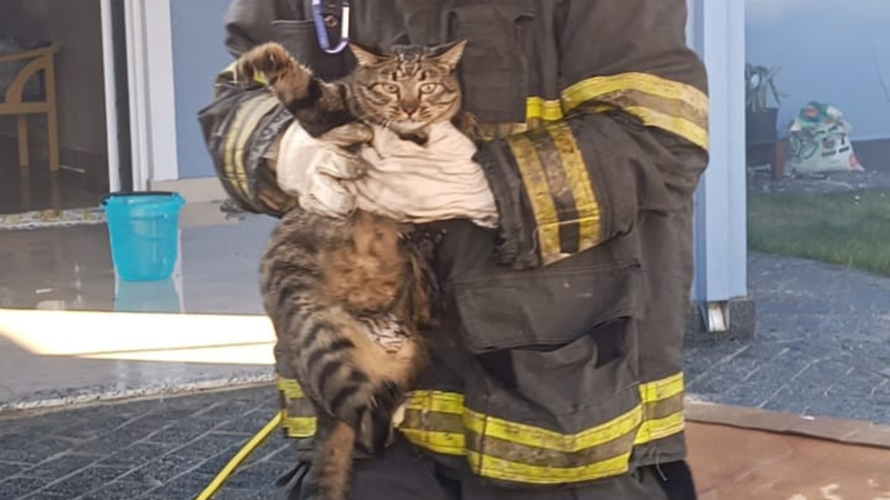 Animais foram resgatados e deixados em segurança - Divulgação/Corpo de Bombeiros