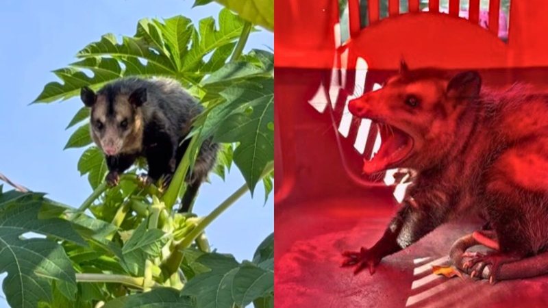 Após confronto com cachorros, saruê se refugia no alto de mamoeiro no litoral de SP