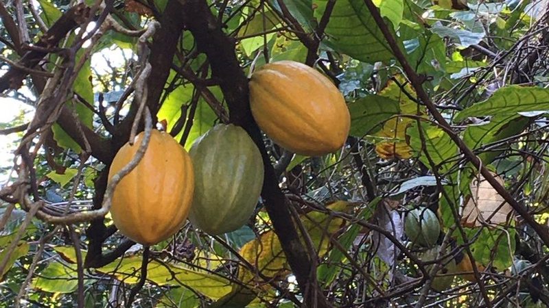 Pesquisadores da USP criam fórmula em pó com compostos bioativos para substituir o cacau - Eleni Nogueira / CN