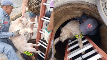 Cadela com deficiência visual cai em bueiro e é resgatada por bombeiros no litoral de SP