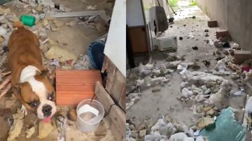 Cães estavam presos em local sujo, sem água e comida, cercados por fezes, lixo e desnutridos - Divulgação/Polícia Civil