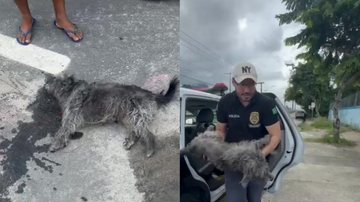 Animal foi levado para o Centro de Controle de Zoonoses de Caraguatatuba, onde foi socorrido - Divulgação/Polícia Civil