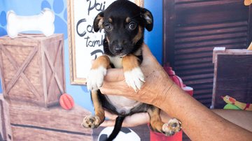 São Vicente também conta com feiras de adoção de animais - Prefeitura de São Vicente