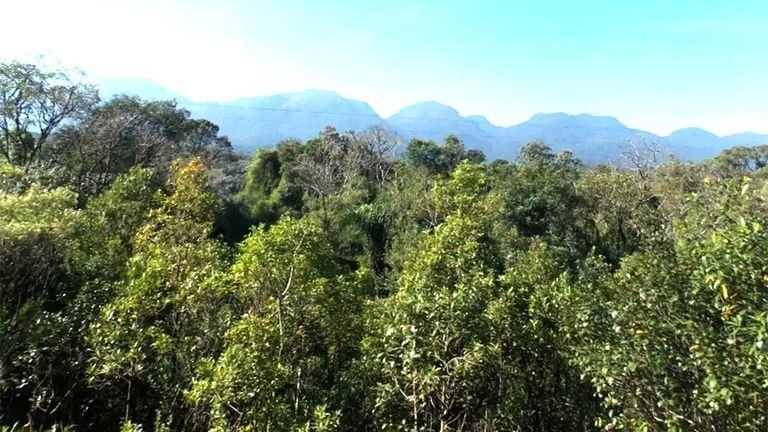 SAD Mata Atlântica mostra que grandes derrubadas se mantêm ativas - Arquivo EBC