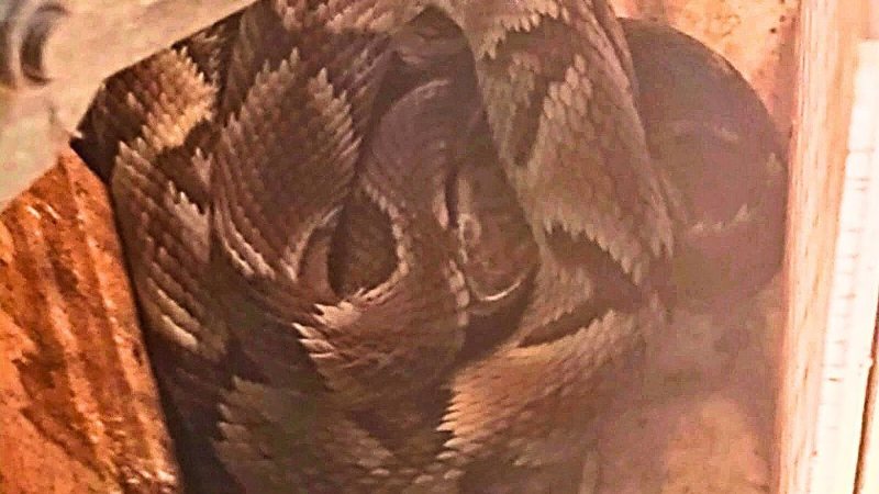 Serpente foi encontrada no fundo do quintal, escondida sob alguns sacos e materiais - Divulgação/Prefeitura de São Vicente