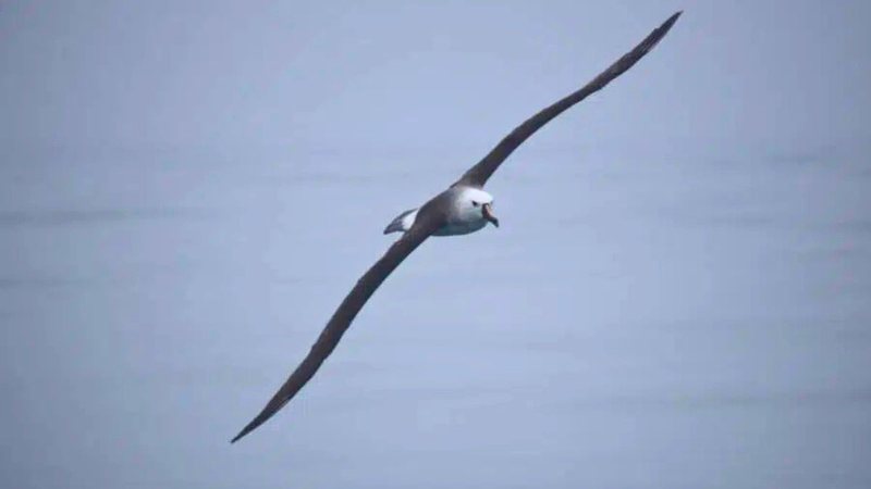 Albatroz-de-bico-amarelo-do-Atlântico