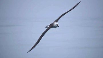 Albatroz-de-bico-amarelo-do-Atlântico