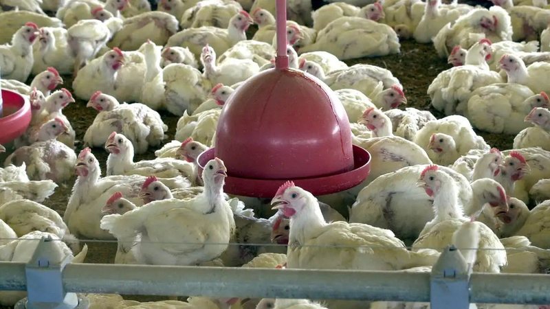 Gripe aviária: Brasil conclui protocolo e retoma exportações