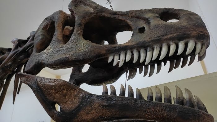 Jurassic SP: 10 cidades para explorar fósseis e réplicas no estado