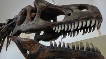Jurassic SP: 10 cidades para explorar fósseis e réplicas no estado
