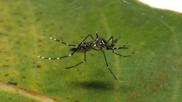 sao-sebastiao-confirma-primeira-morte-por-dengue-em-2025