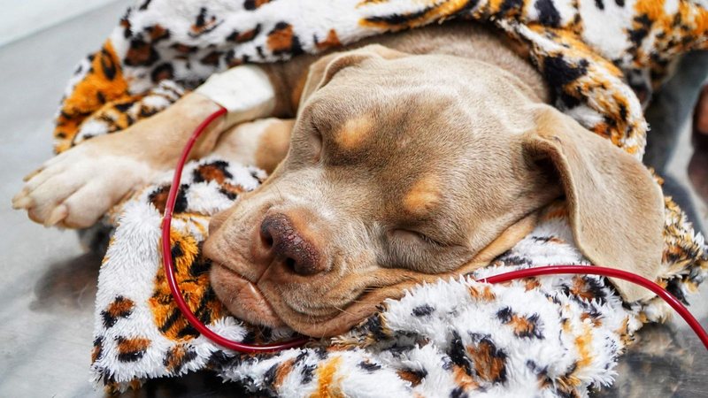 São Sebastião tem primeira transfusão de sangue entre cachorros da nova campanha