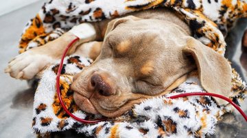 São Sebastião tem primeira transfusão de sangue entre cachorros da nova campanha