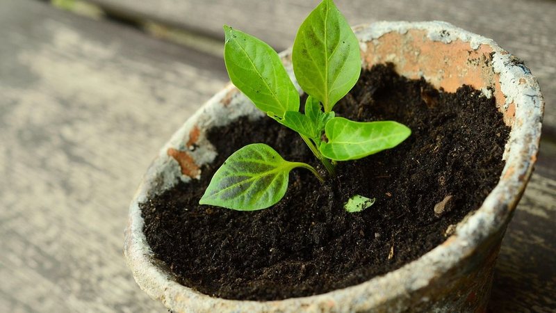 Encontro gratuito propõe troca de mudas e sementes com foco em cultivo doméstico e preservação ambiental - Imagem ilustrativa/Pixabay