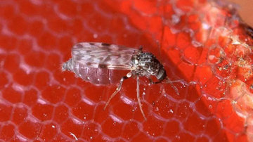 Inseto transmissor é conhecido como maruim ou mosquito-pólvora (Culicoides paraensis) - Divulgação/Dive