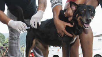 A vacinação é gratuita, mas exige agendamento antecipado com a Unidade de Vigilância de Zoonoses - Divulgação/Prefeitura de Ubatuba