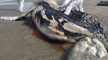 baleia-jubarte-de-quase-oito-metros-e-encontrada-morta-em-praia-de-itanhaem