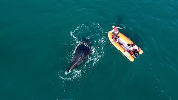 Baleia-jubarte fica presa em petrechos de pesca é parcialmente resgatada em Ilhabela