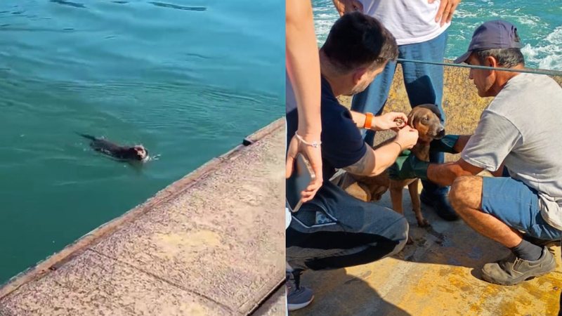 Cachorro pula no mar e balsa é interrompida às pressas no litoral de SP