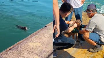 Cachorro pula no mar e balsa é interrompida às pressas no litoral de SP