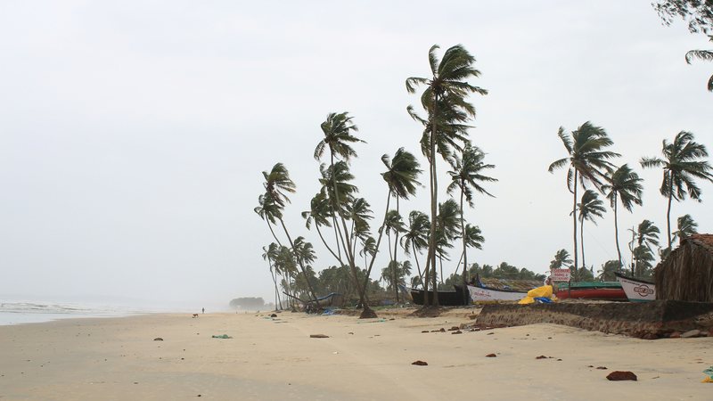 Coqueiros com vento na praia