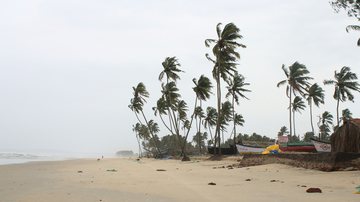 Coqueiros com vento na praia