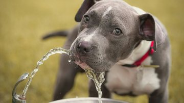 cachorro bebendo água