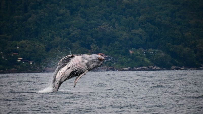 Salto de baleia