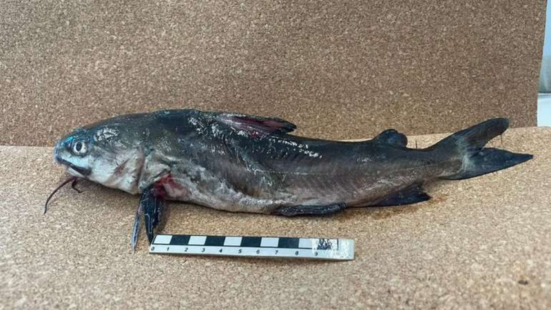 estudo-revela-presenca-de-cocaina-e-remedios-em-peixes-do-litoral-de-sp
