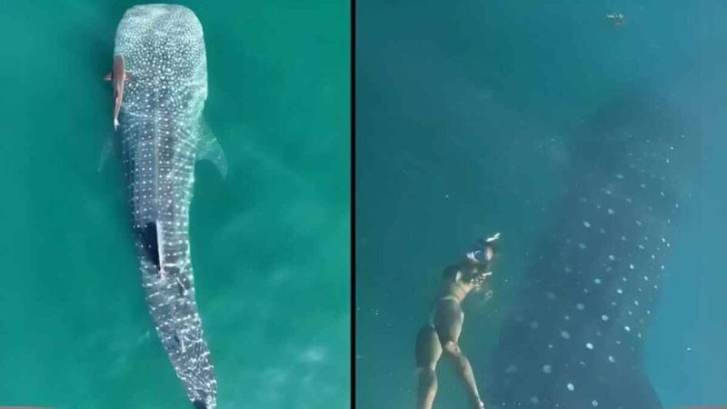 Fake news: notícia sobre tubarão de duas cabeças em Ilhabela é mentira