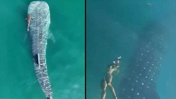 Fake news: notícia sobre tubarão de duas cabeças em Ilhabela é mentira