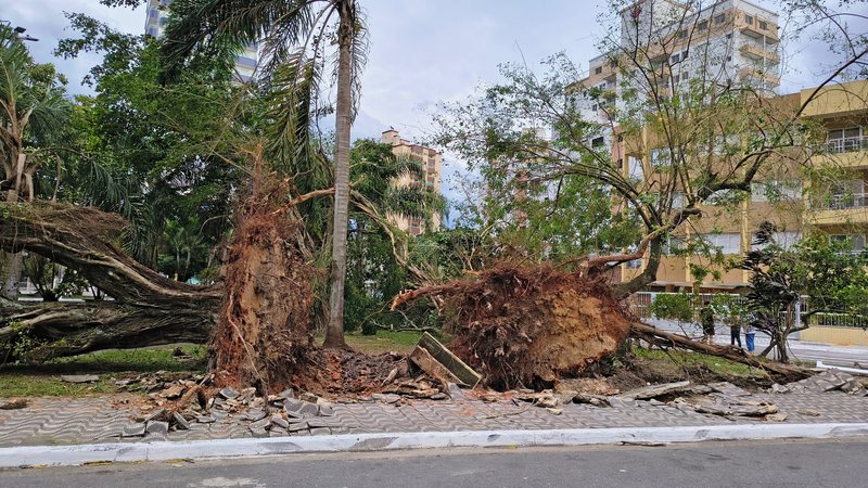 Árvores caídas em Praia Grande