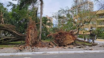Árvores caídas em Praia Grande