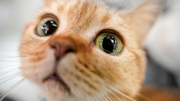 Gatos não são os primeiros nem os segundos pets mais comuns no Brasil; veja o ranking dos mais domesticados