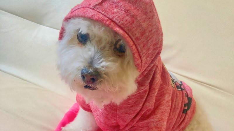 Cachorro de agadalho de capuz