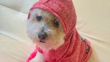 Cachorro de agadalho de capuz