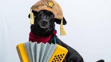 Cachorro sanfoneiro