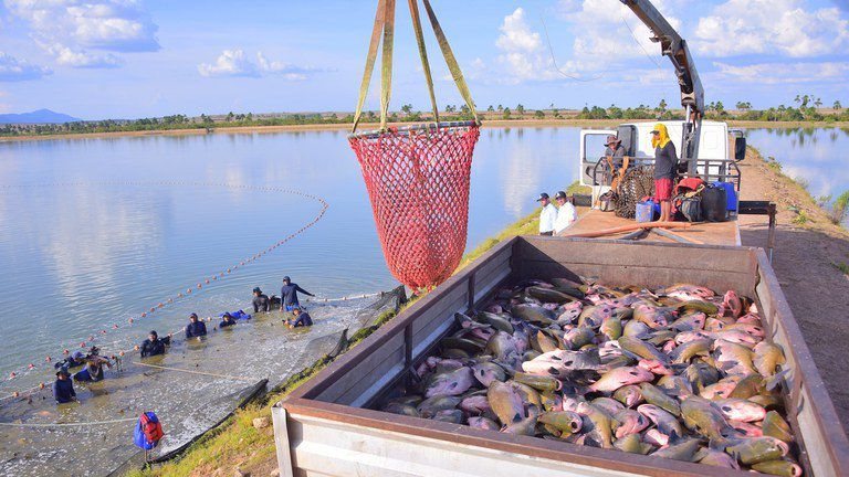 Peixe brasileiro conquista o mundo e bate recorde histórico de exportações