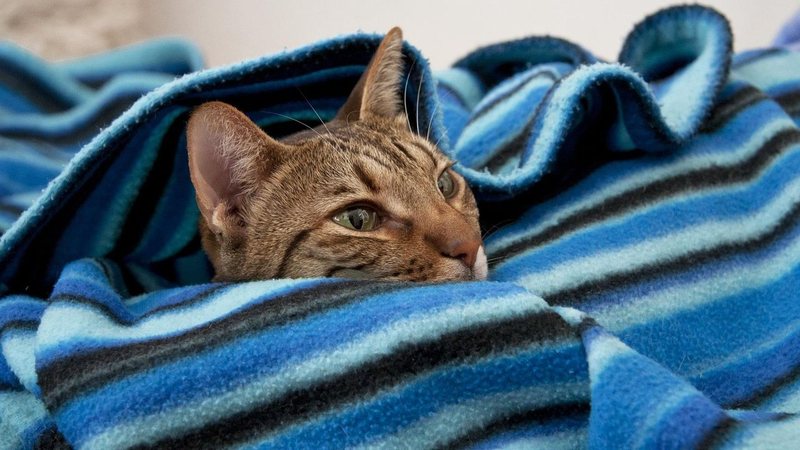 Pets quentinhos: cidade do litoral de SP promove campanha inédita de inverno voltada a animais vulneráveis